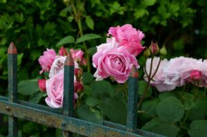 Using Decorative Wrought Iron In Your Garden